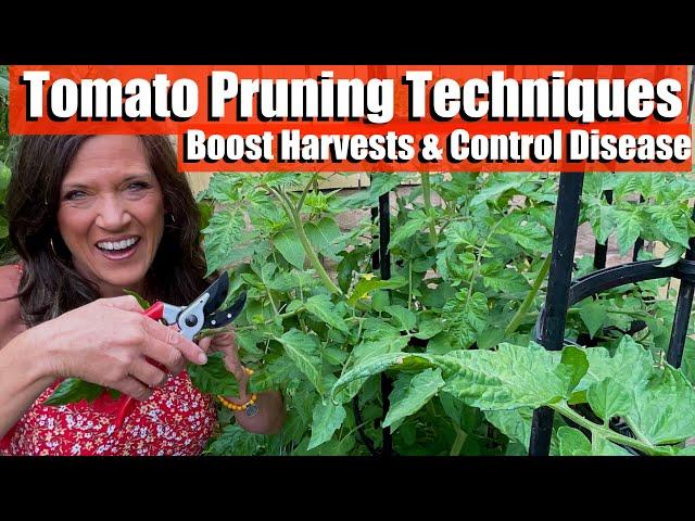 Tomato Pruning Techniques to Boost Your Harvest and Control Disease