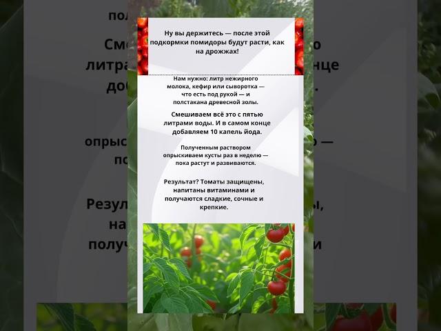 Подкормка без химии: как вырастить сочные томаты #подкормка #подкормкатоматов #подкормкарассады