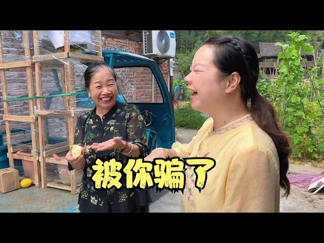 秋子花了1000块钱买了四棵柠檬树，坑完丫头哥，又坑妈妈和叔叔