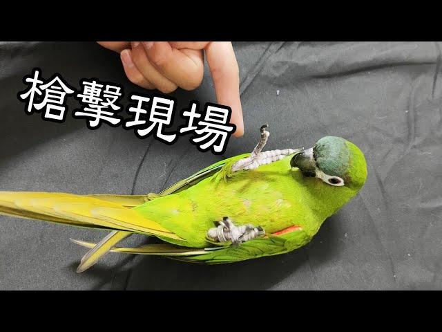 【精鵡瘋雲】【寵物日記】龍哥被「槍殺」了？Sorry! I shot my parrot dead