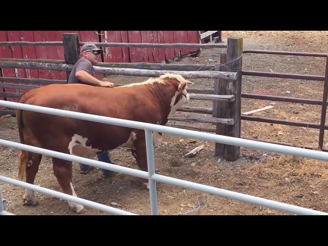 Handling bulls is not easy. More bull fun