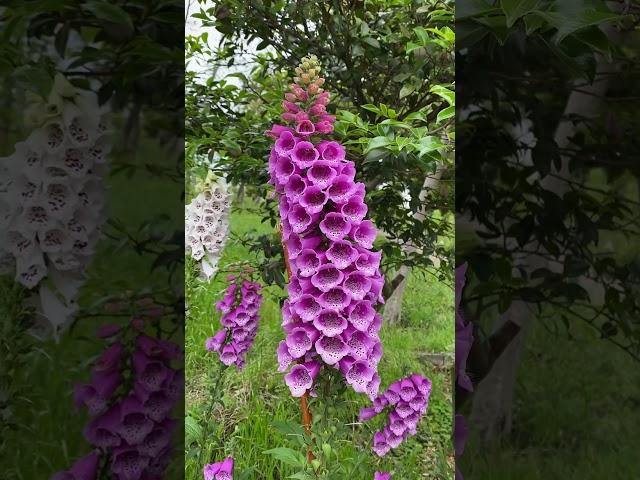 ジギタリス　　　　　　️ 全草に猛毒️
