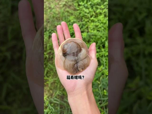 First time seeing a super big snail! | Chinese Mountain Forest Life and Food #Moo Tik Tok#FYP