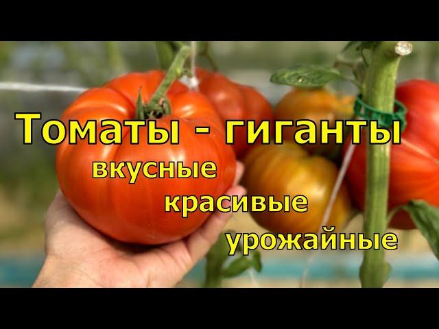 Самые КРУПНЫЕ ТОМАТЫ в 2024, ВКУСНЫЕ ГИГАНТЫ