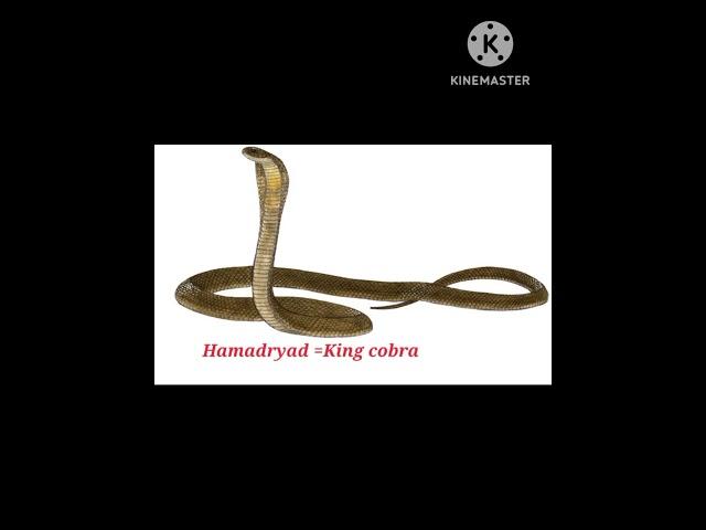 Hamadryad