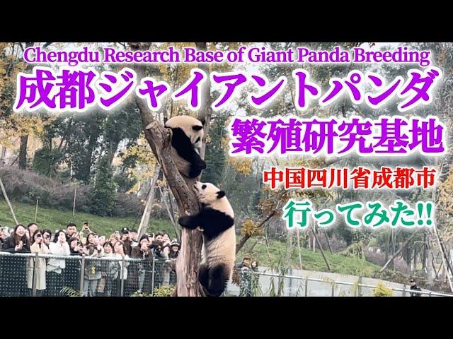 【パンダの聖地・成都でパンダ三昧！】成都ジャイアントパンダ繁殖飼育研究基地に行ってみた！