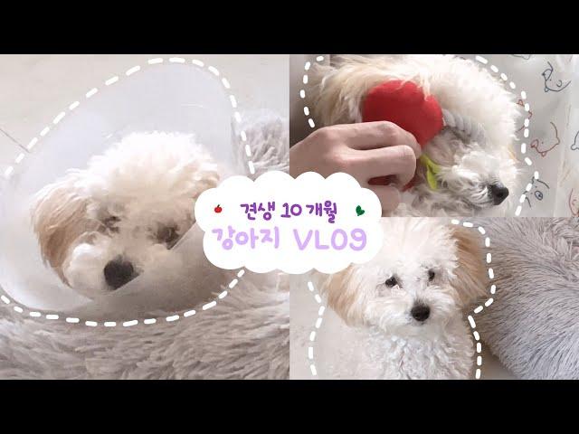 [VLOG] 대전 강아지 브이로그 #42  | 세종 호수공원 산책 • 유등천 산책 • 대전 엑스포 시민 광장 산책 • 누들이 또 자기