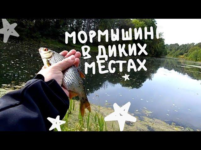 МОРМЫШИНГ x ПЛОТВА И КРАСНОПЁРКА x МАЛАЯ РЕКА, ДИКИЕ МЕСТА #14