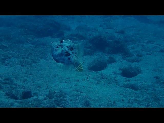 Stephanolepis hispidus (Planehead filefish)