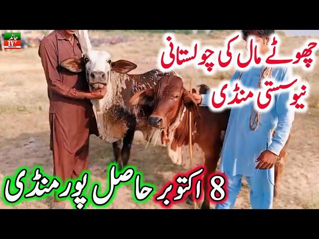 Hasil Pur Mandi || Sahiwal Cholistani Cow Mandi || Cow Mandi 2024 || Chand TV Punjab Farming