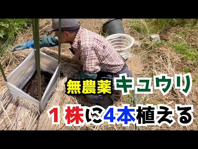 【無農薬きゅうり】１株に４本植えて夏場の水やり不要＆ウリハムシ対策