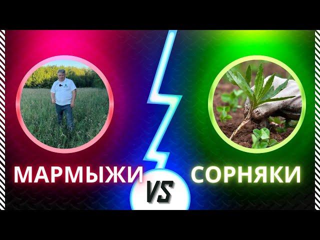 Мармыжи VS Сорняки