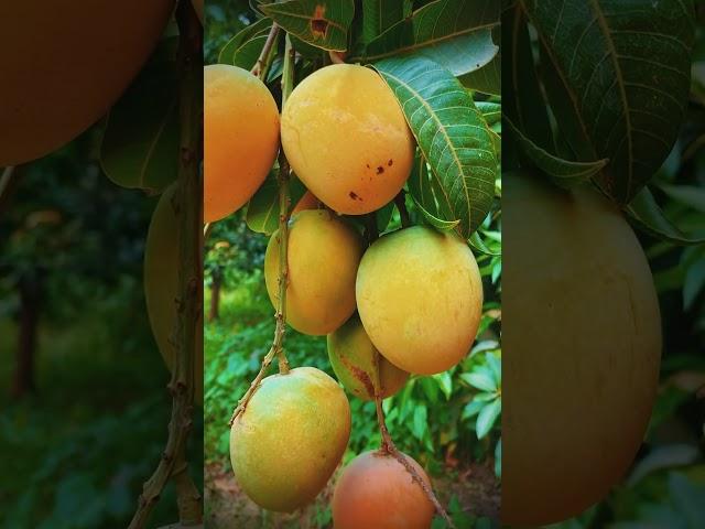 Mango #amm #mango #fruit ##shortvideo