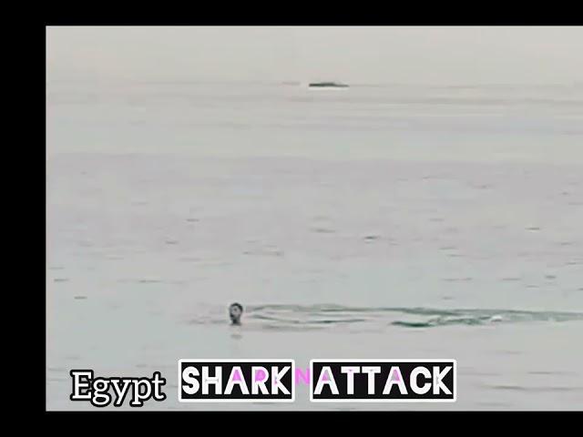 Egypt shark attack full video