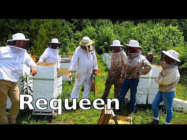 Requeening Colonies With A Double Screen Board