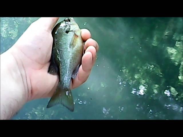 Cheap Angler - Can't fish because the Mosquitos are so bad - Trying the Crankbait I Found