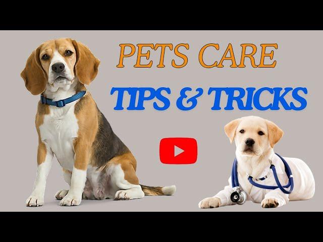 Pet Care Tips and Tricks