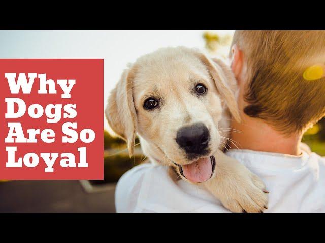 Why Dogs Are So Loyal: Understanding the Special Bond Between Dogs and Humans