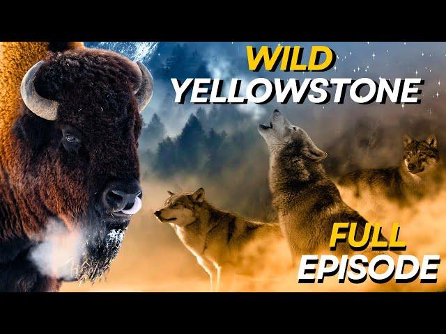 WILD YELLOWSTONE | Ruthless Predators and Majestic Wilderness | Animal documentary