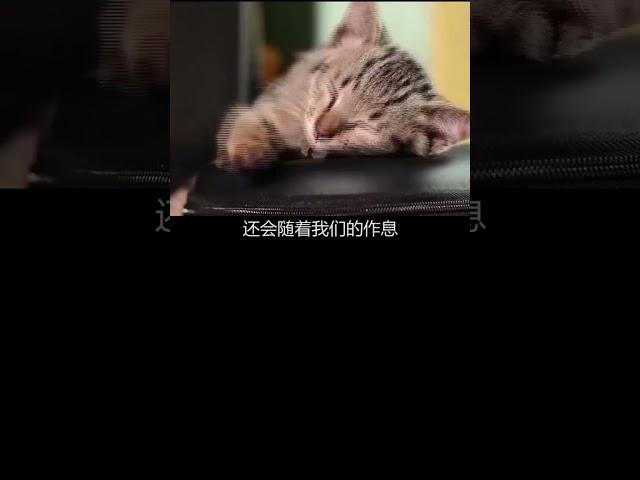 猫咪有时间观念吗？