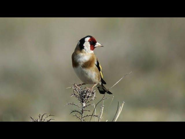 A female goldfinch call for mating | female goldfinch call | female goldfinch singing