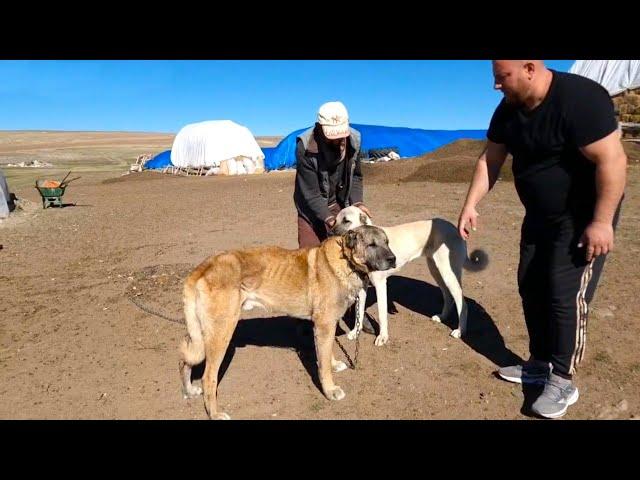 BATRANUL KRAL,UN KANGAL RAR SI VALOROS LA STANA IN TURCIA.DAN NE PREZINTA ACEST EXEMPLAR INTERESANT.