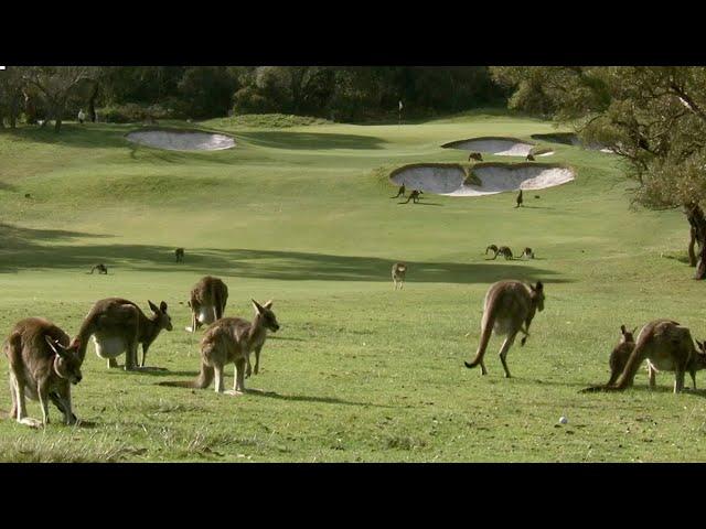 Kangaroos Take Over Australian Golf Course | How Nature Works | BBC Earth