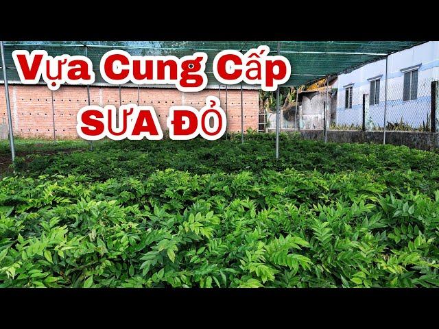 Vựa Cung Cấp Cây Giống SƯA ĐỎ, Bến Tre | Liên hệ: 0363119546 hoặc 0942239849