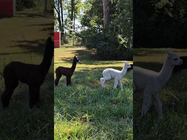 Alpaca babies and german shepherd puppy