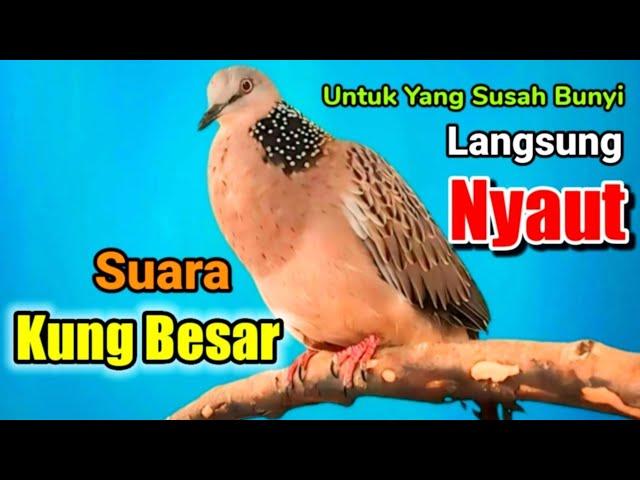 TEKUKUR GACOR suara besar || PANCINGAN UNTUK YANG MALAS BUNYI LANGSUNG NYAUT