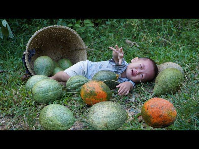 Harvest giant gac fruit to sell - How to make gac sticky rice to eat with your son