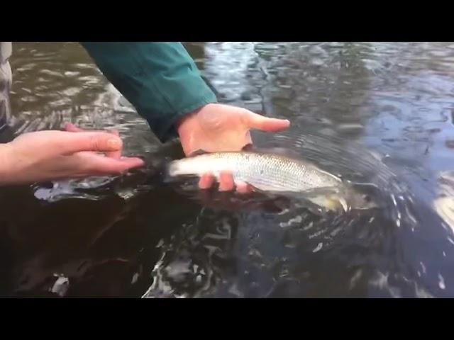 River Irfon grayling release