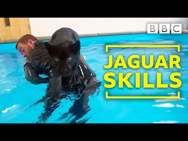 Baby jaguar's very first swim - BBC