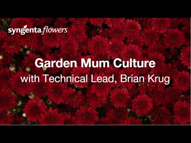 Garden Mum Culture