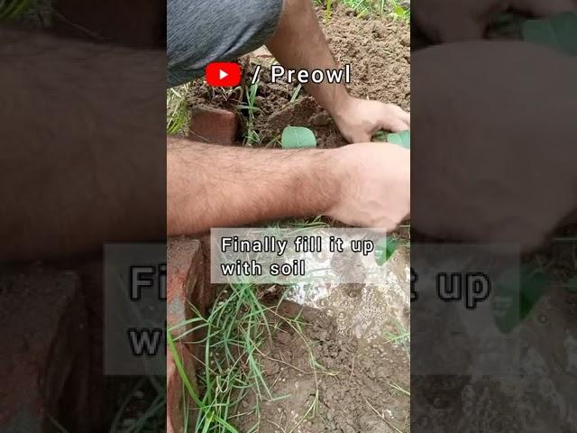 Right way to Plant a Tree 