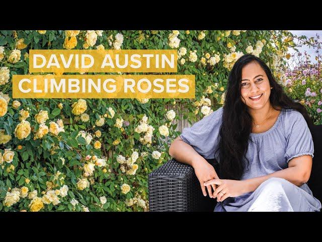 9 Beautiful Climbing David Austin Roses You Need In Your Garden