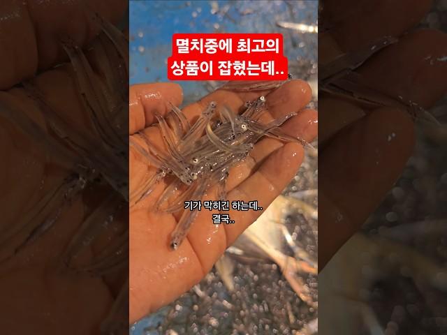 올해 처음으로.. 금값 실치(가이루)가 잡혔는데..