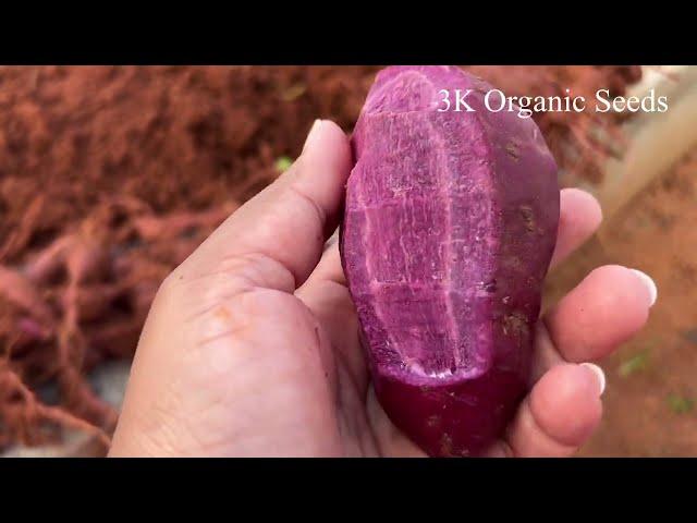 Purple Sweet Potato | 3K Organic Seeds #purplecolour #hugeharvest #brightcolor #easygrowing #fresh