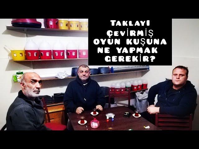 OYUN KUŞU TAKLAYI ÇEVİRDİKTEN SONRA NE YAPMAK GEREKİR? |OYUN KUŞU SOHBETLERİ|