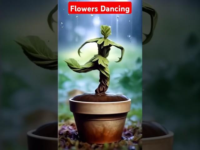 Flowers Dancing video#shorts #flowers #flowerdance #dance @Artur Homan