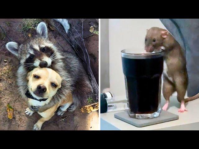 10 Animals People Have As Pets!