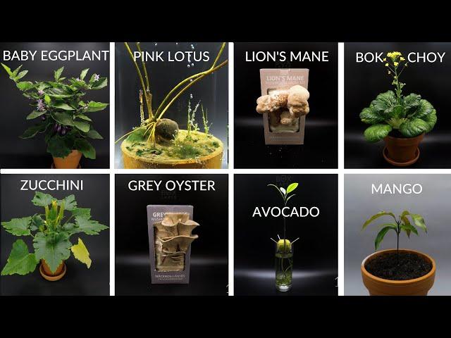 Growing Plants Time Lapse Compilation #4 - 475 Days In 8 Minutes