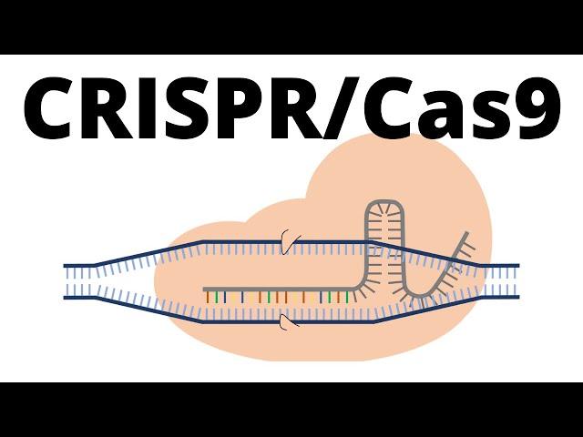 How CRISPR Cas9 works (animation explained in 1 minute)