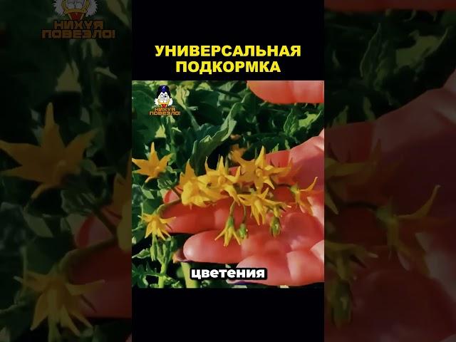 ДЛЯ ХОРОШЕГО УРОЖАЯ #рекомендации #дача #советы #огород #сад #урожай #рассада #shorts #удобрение