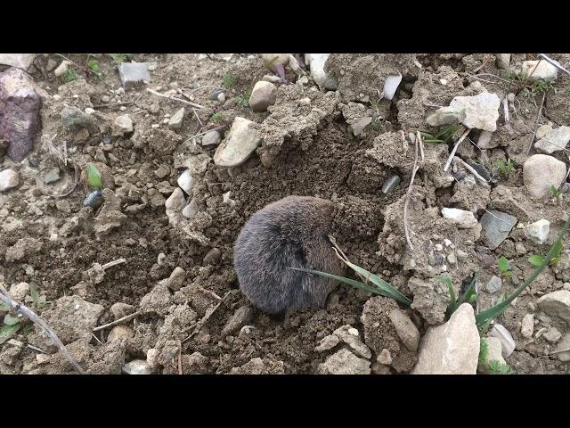 A mole digging a hole cauught on camera