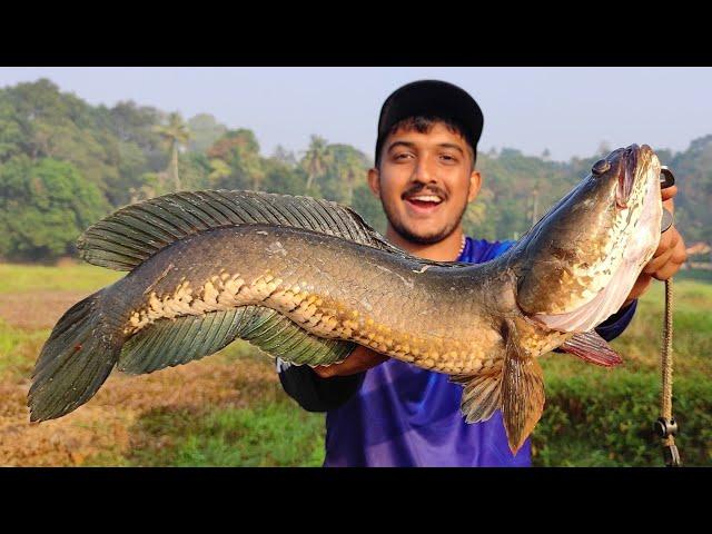 ഇതേപോലെ ആരെങ്കിലും വരാല് പിടിച്ചിട്ടുണ്ടോ... | Snakehead Fishing Videos | Viral Fishing Videos |