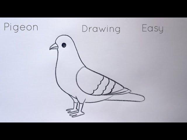 how to draw pigeon drawing easy step by step@aaravdrawingcreative1112