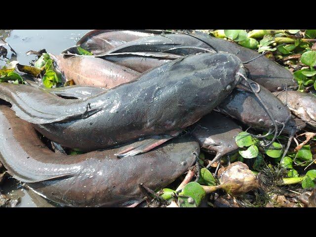 Best Unique Fishing. Big Catfish Catching Mud water.