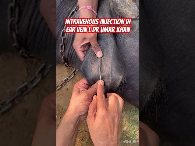 Intravenous injection l dr Umar Khan