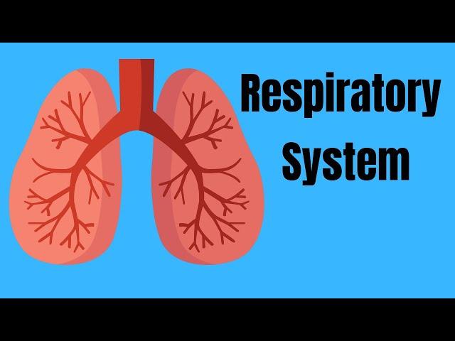 Respiratory System Basics